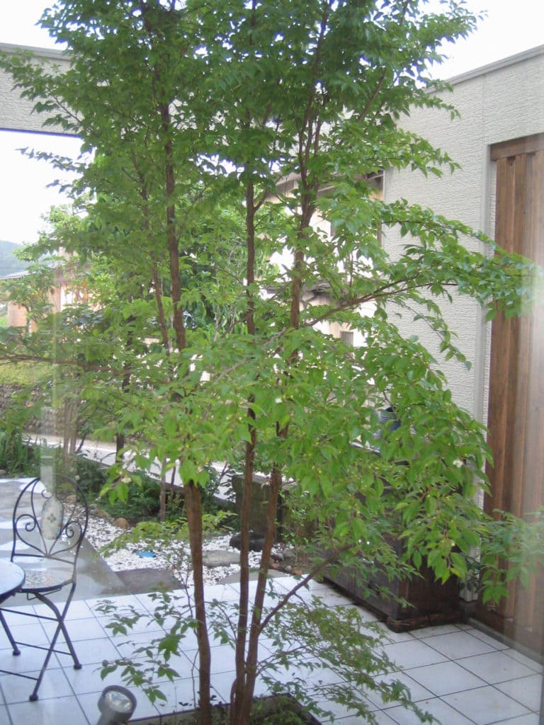 ヒメシャラ 姫沙羅 エクステリア 造園 ガーデンデザインなら松本市のアートエデン Art Eden